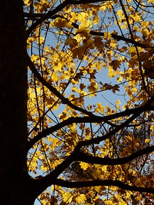 Acer golden autumn golden october photo