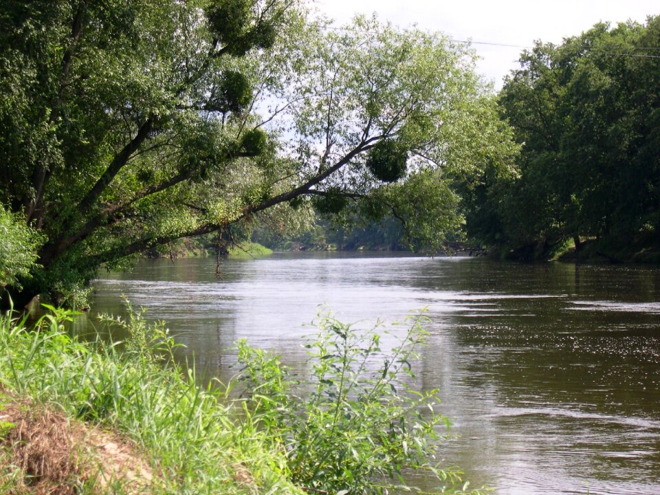 River warta mistletoe