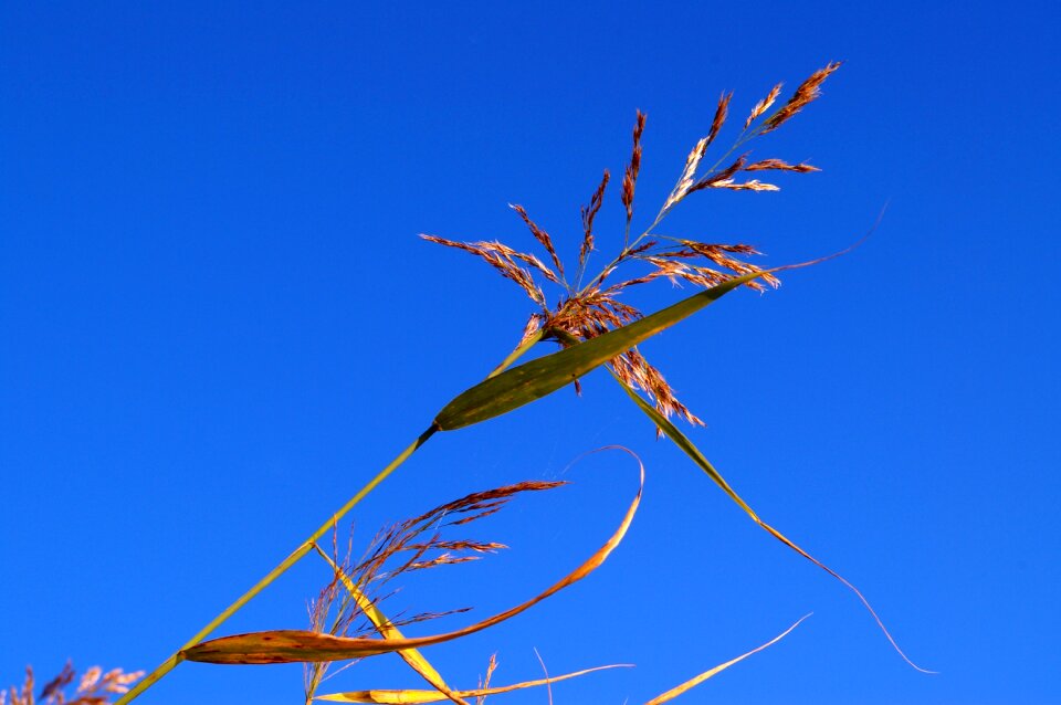 Nature lake grass