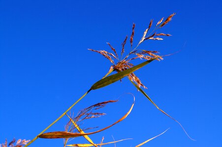 Nature lake grass