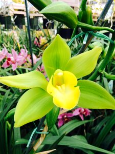 Beautiful orchid
