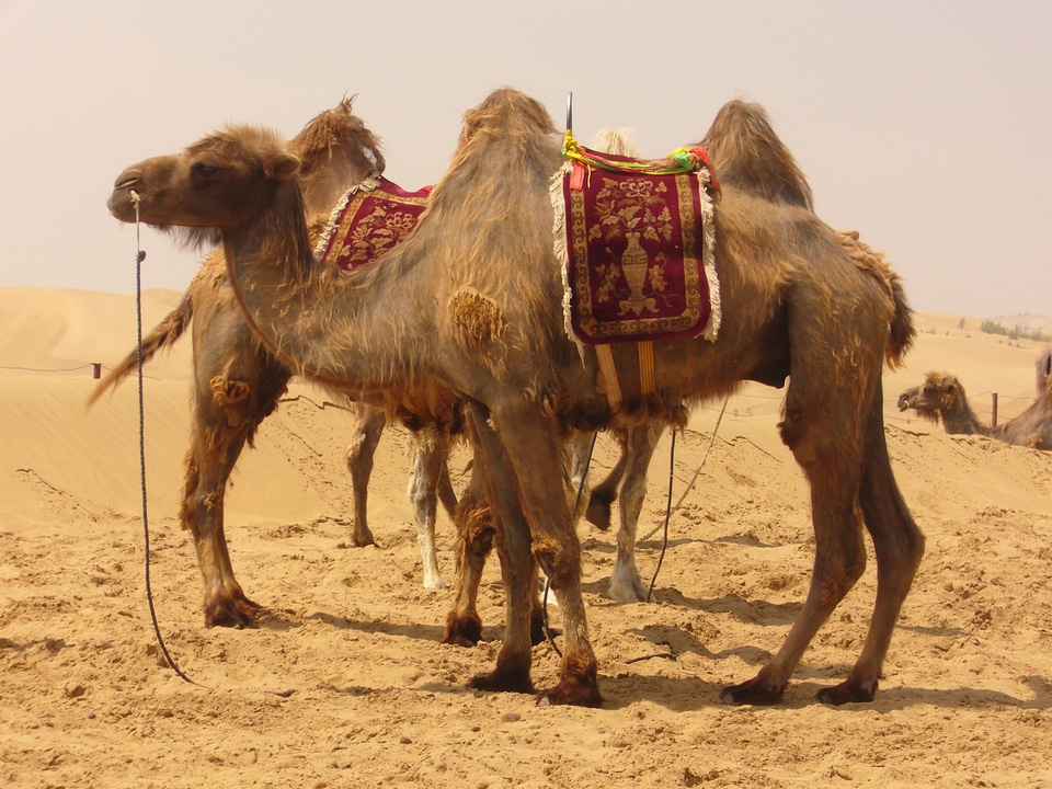 Sand desert ship ride