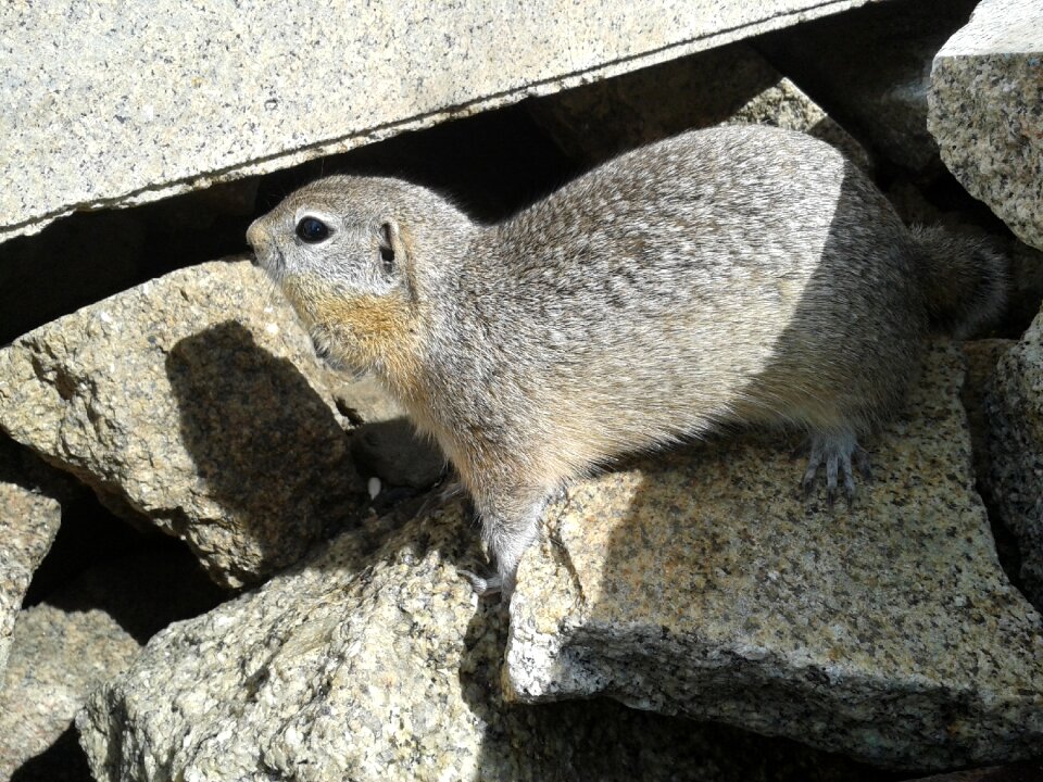 Rodent small animals stones