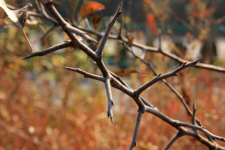 Section wood autumn photo