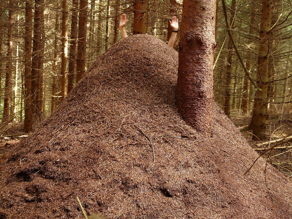 Ants formica red wood ant