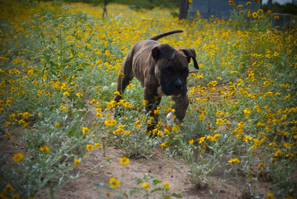 Veterinary happy animal