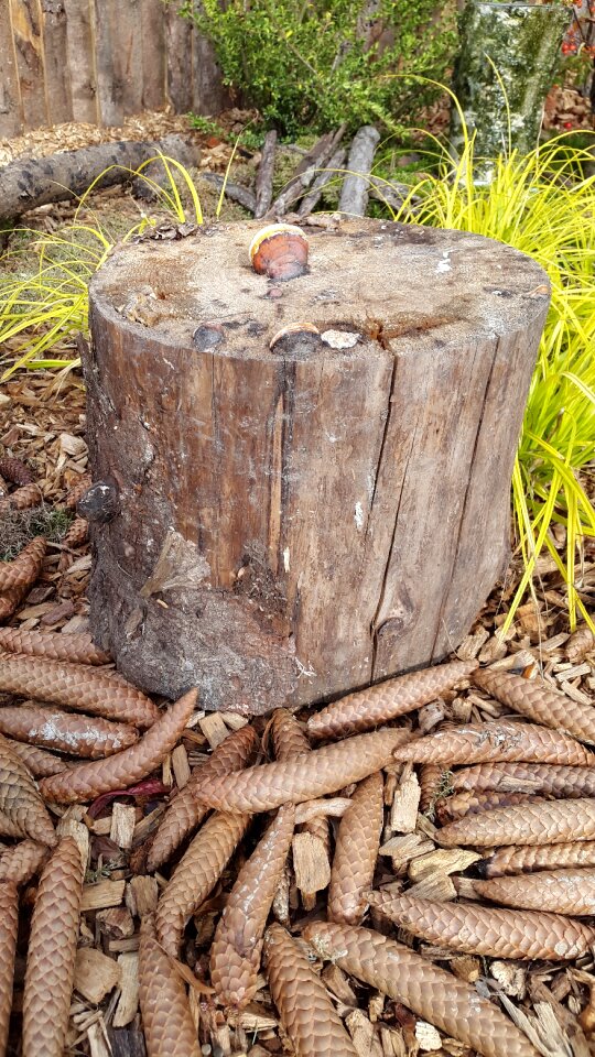 Fir tree wood green