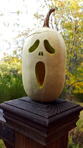 Pumpkin halloween vegetable