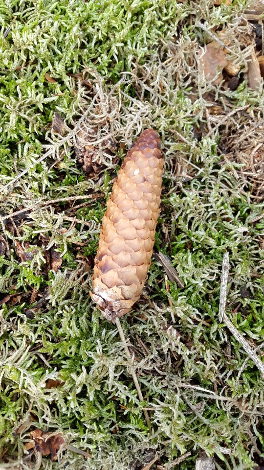 Cone scales softwood pine