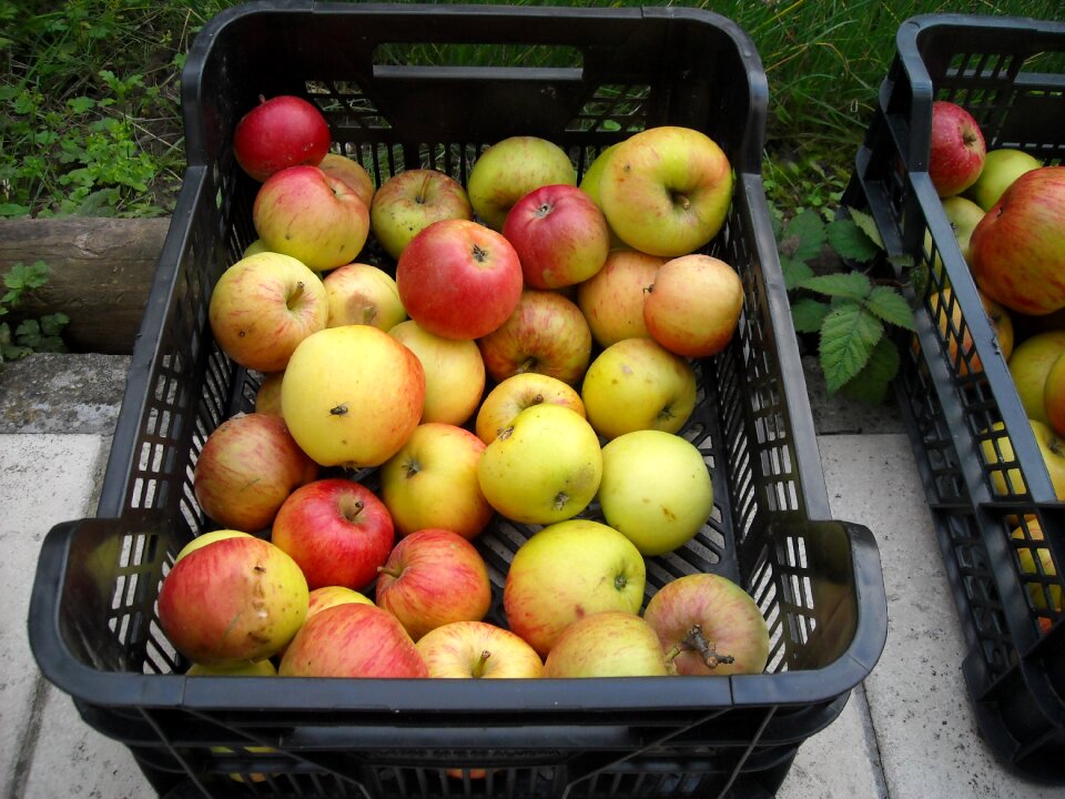 Healthy red and yellow autumn fruit
