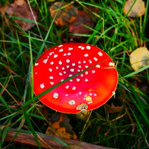 Forest autumn red