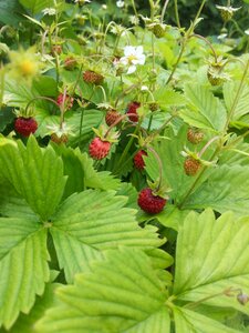 Summer plants green