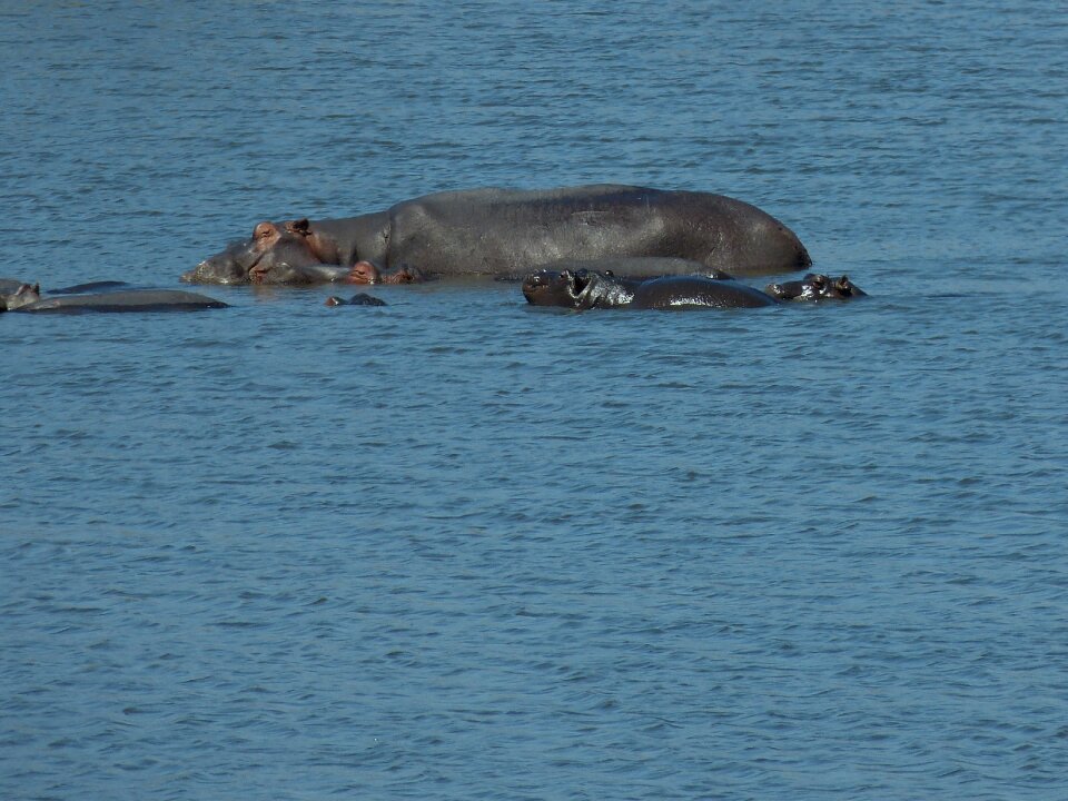 Child watering hole steppe