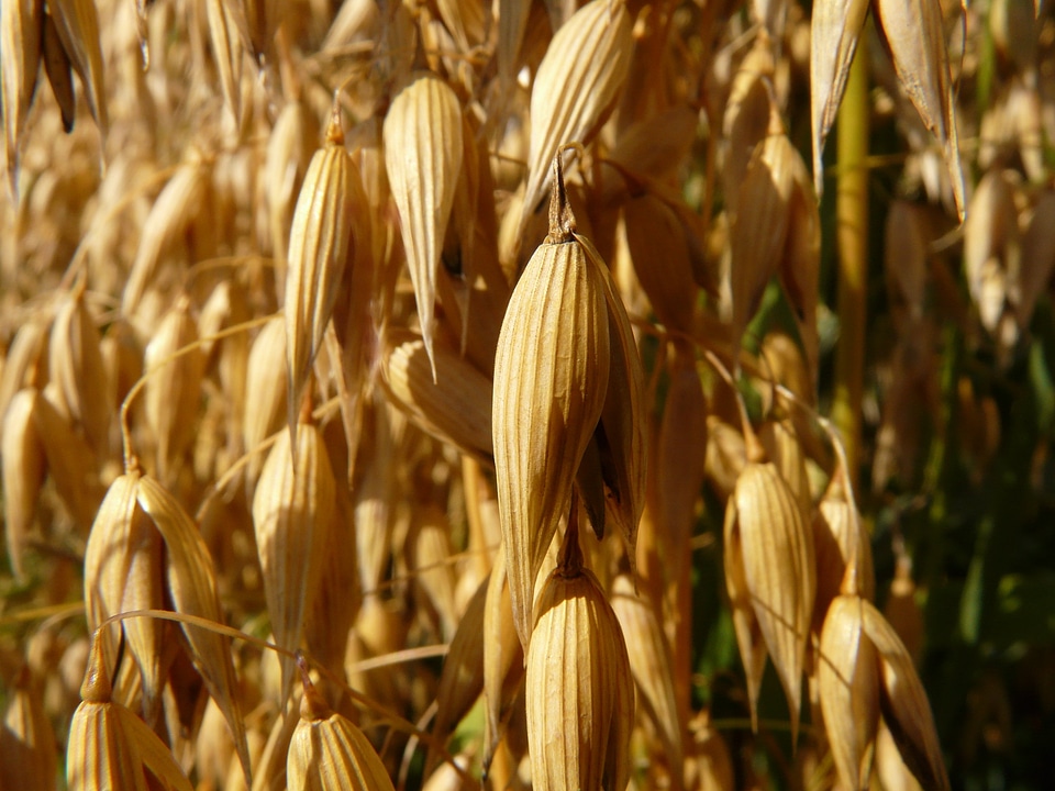 Cereals grain cornfield