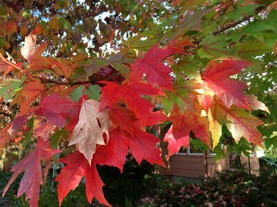 Fall leaves background fall background maple tree photo