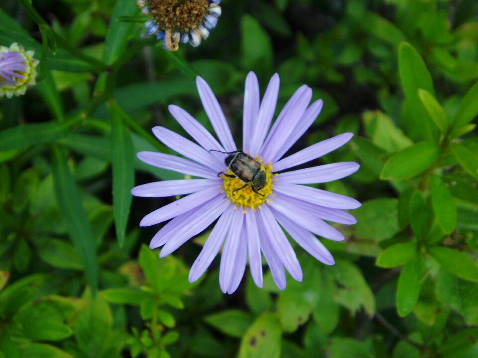 Nature plants wildflower