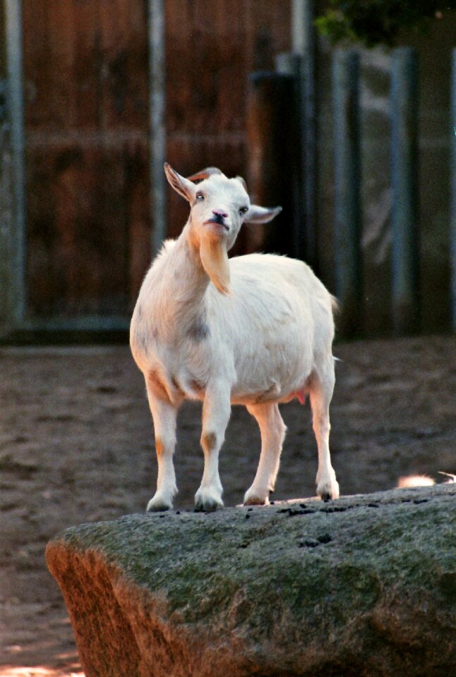 Goatee animal world head