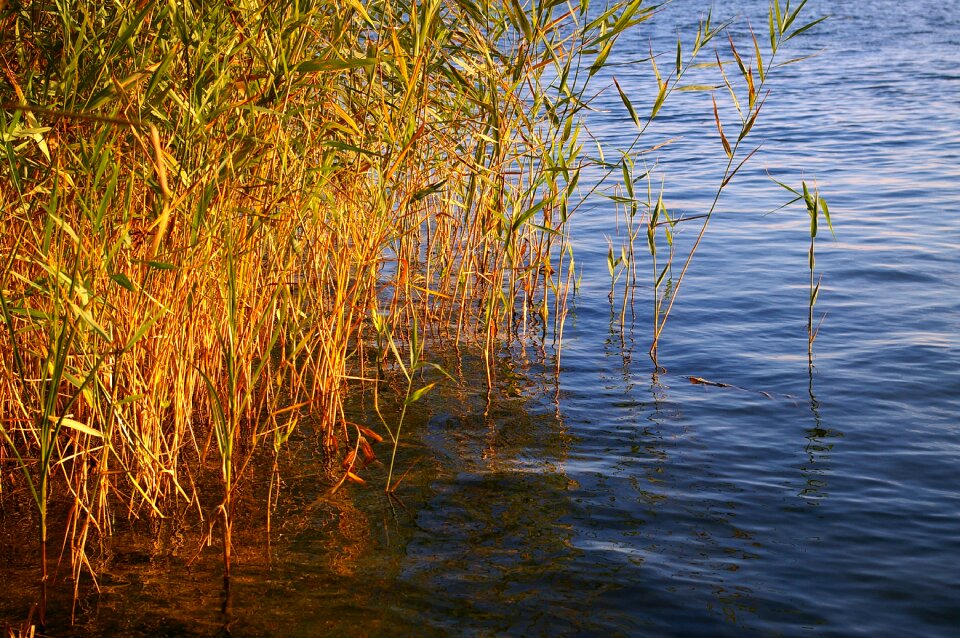 Nature lake grass