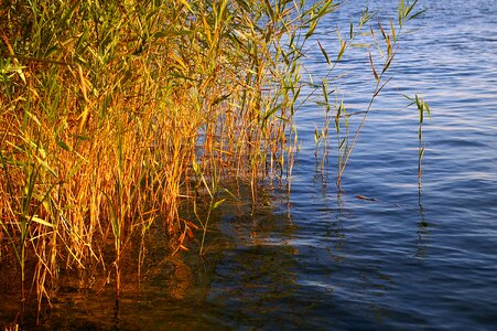 Nature lake grass