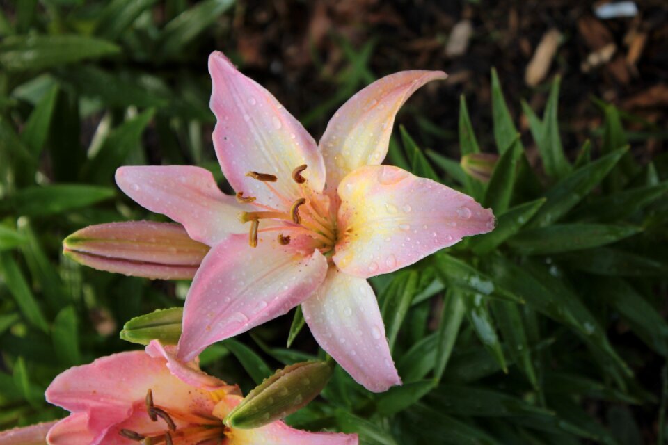 Garden spring