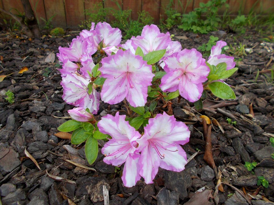 Pink flower april beautiful