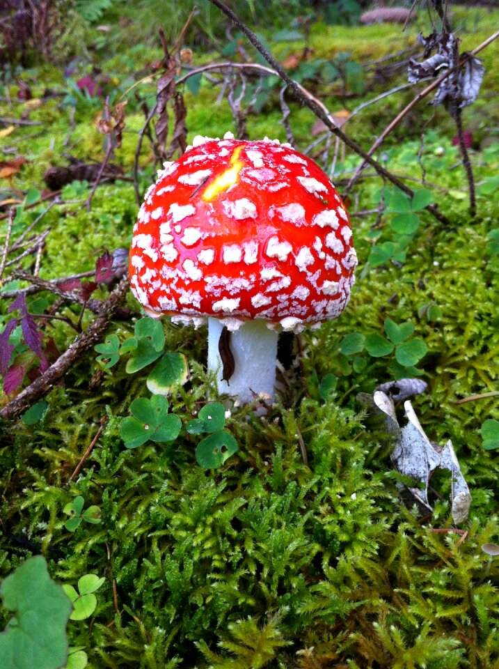 Toxic forest floor moss