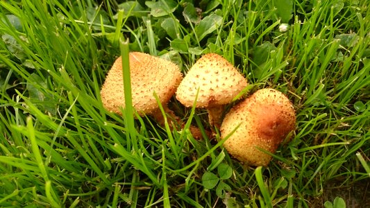 Nature autumn pholiota squarrosa