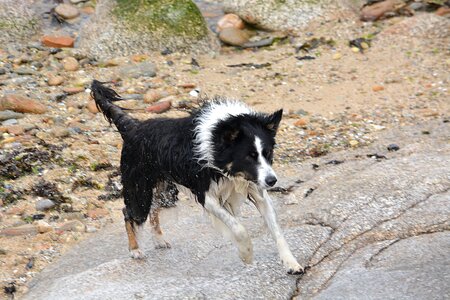 Domestic animal pet canidae photo