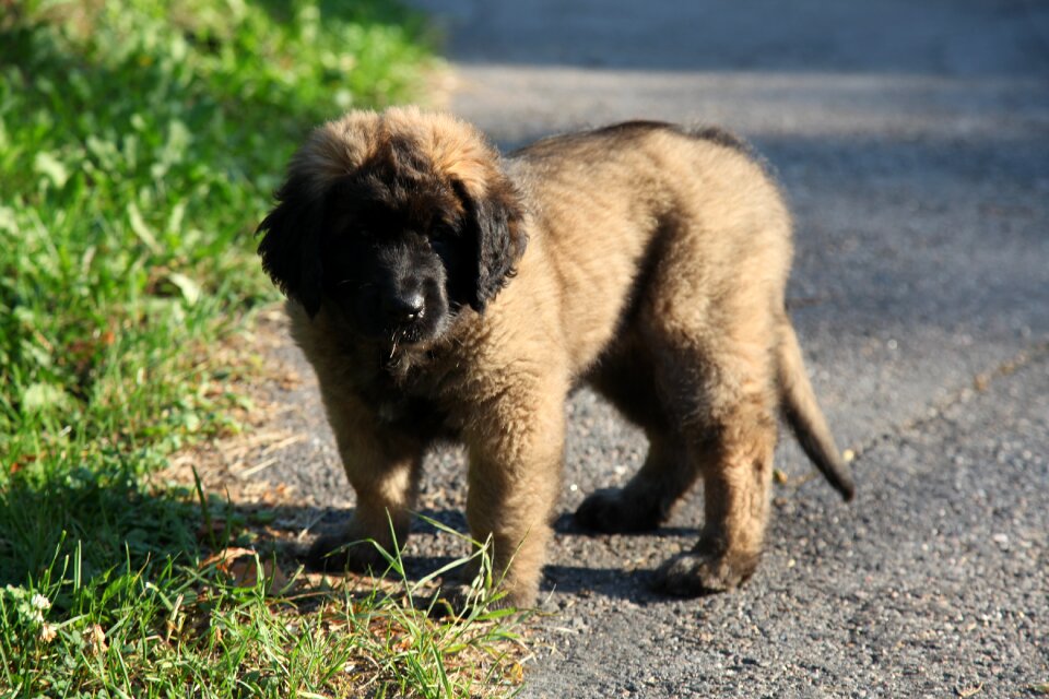 Pet leonberger animals
