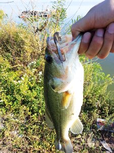Bass lure fishing photo
