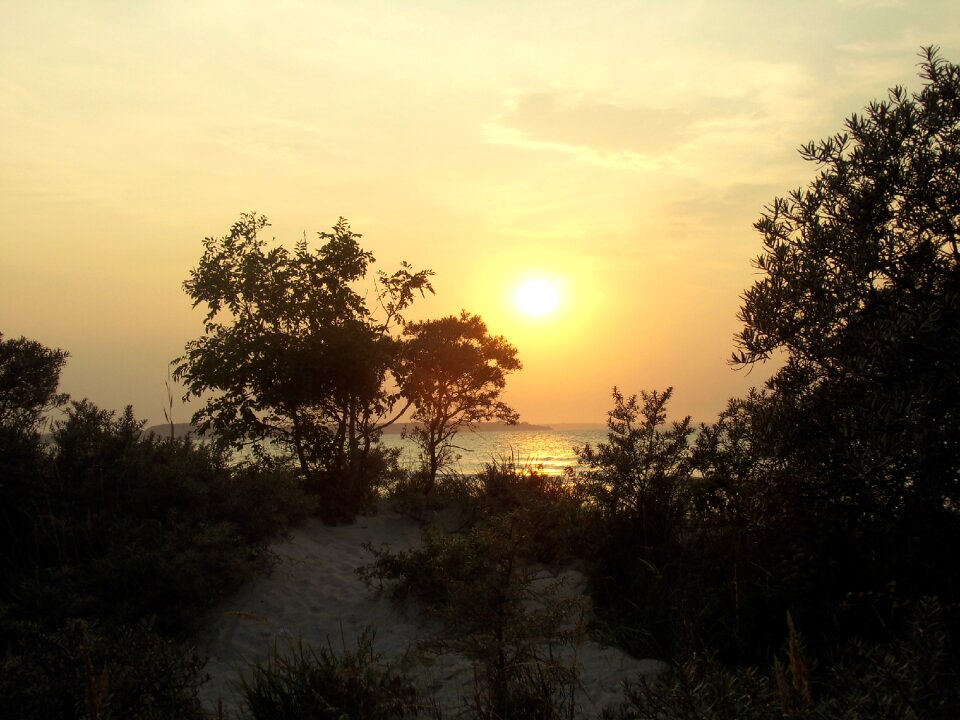 Sea sunset trees
