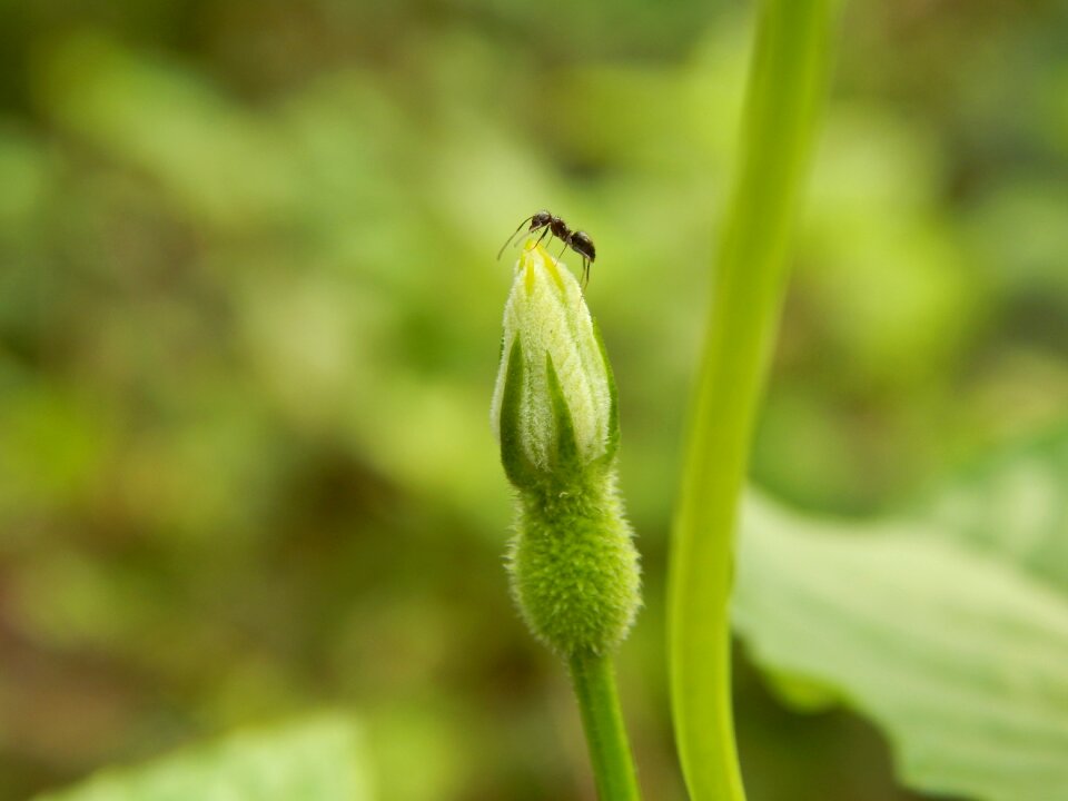 Macro green natural