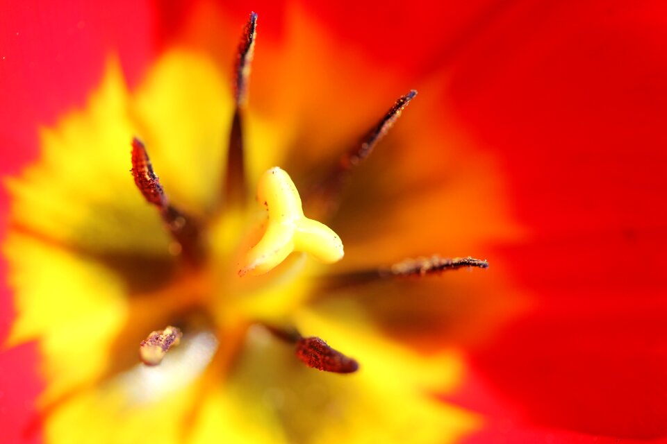 Tulip field macro pistil