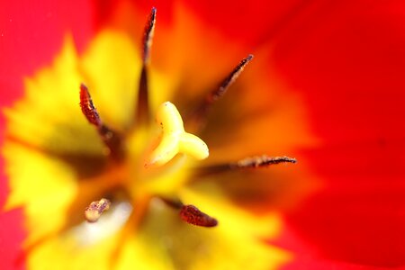Tulip field macro pistil