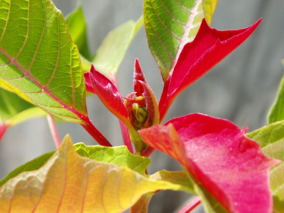 Leaf nature plants