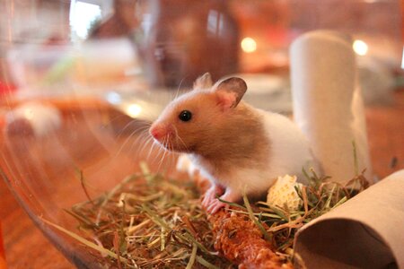 Hamster animal rodent photo