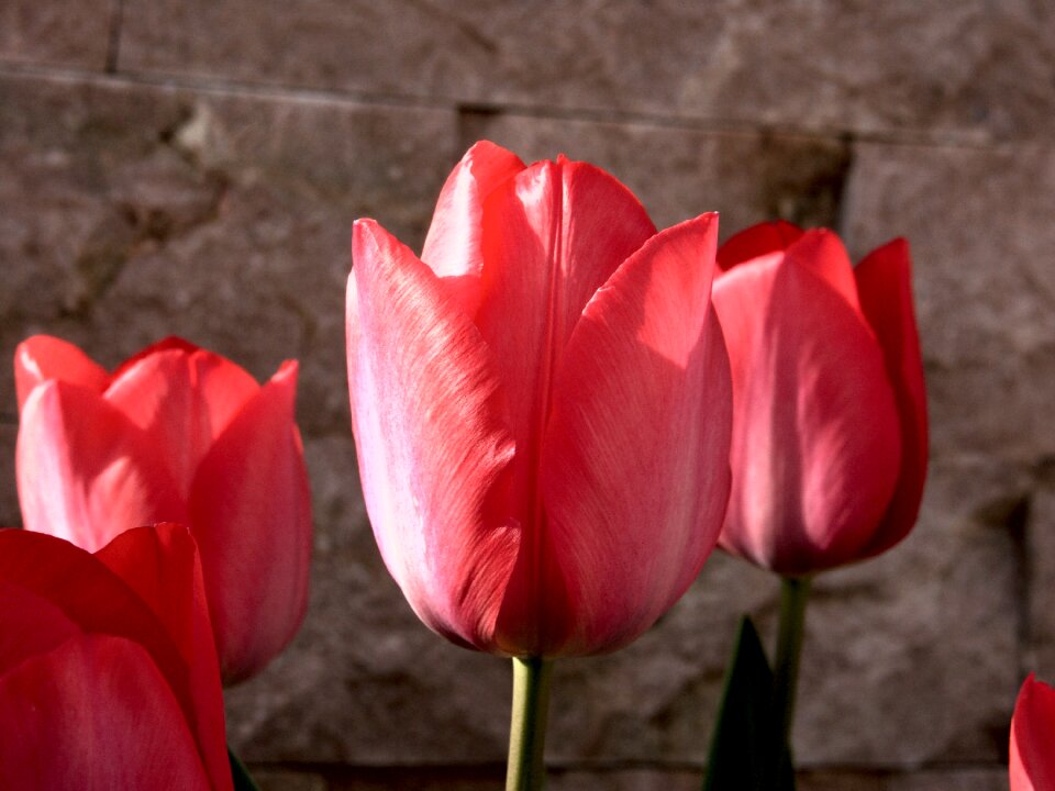 Red flowers garden