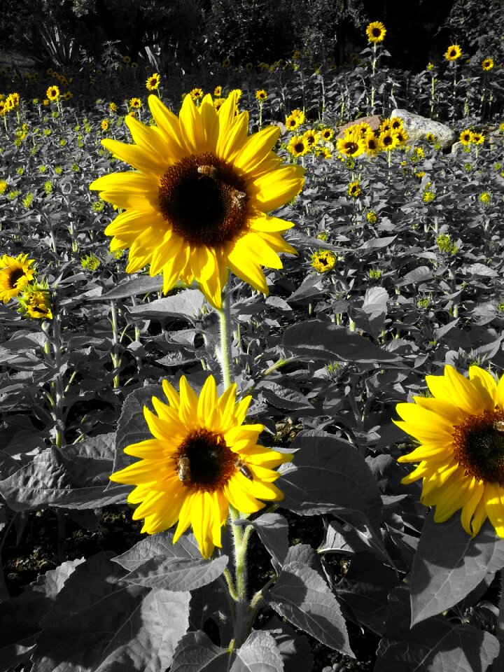 Yellow prato field