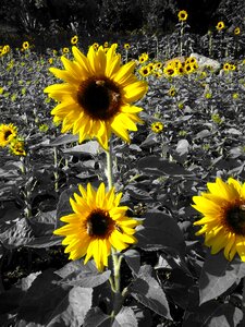 Yellow prato field