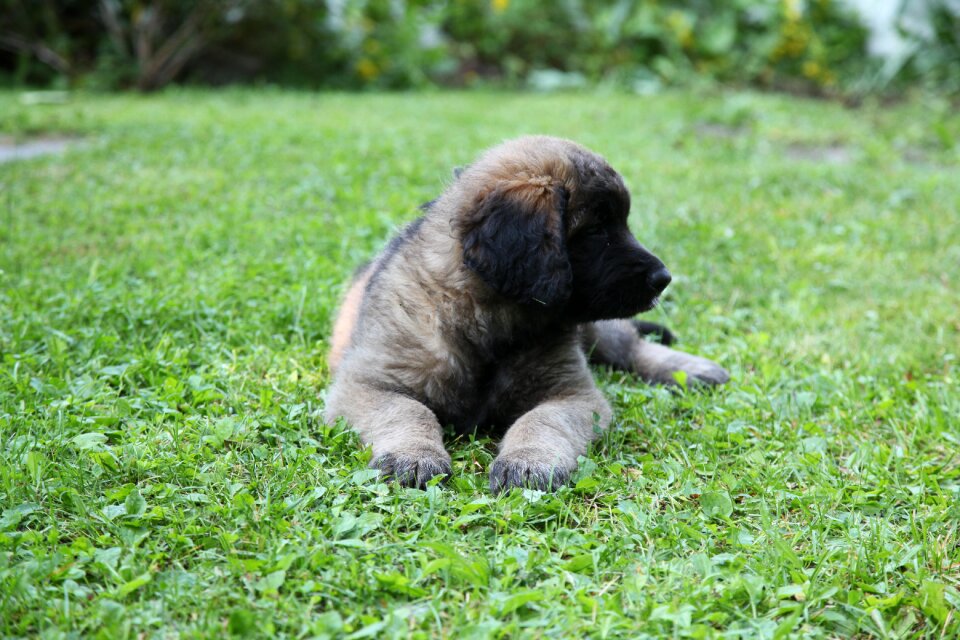Pet leonberger animals