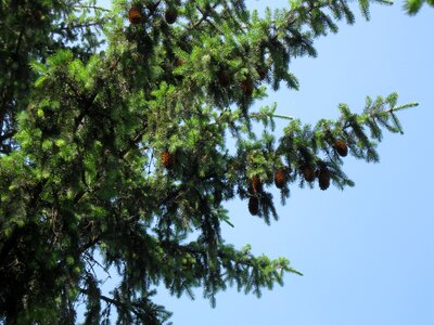 Pine park spring