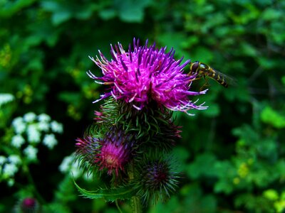 Thistle flower ass weed pink-purple flowers photo