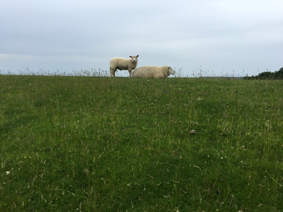 Deichschaf sheep on dyke pasture