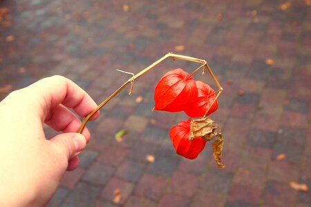 Hand stick sprig