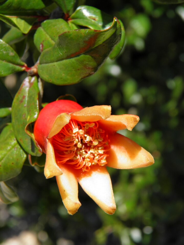 Garden blossom portugal
