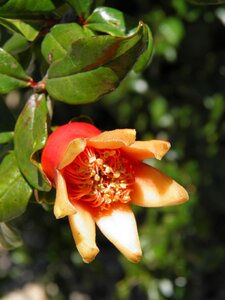 Garden blossom portugal photo