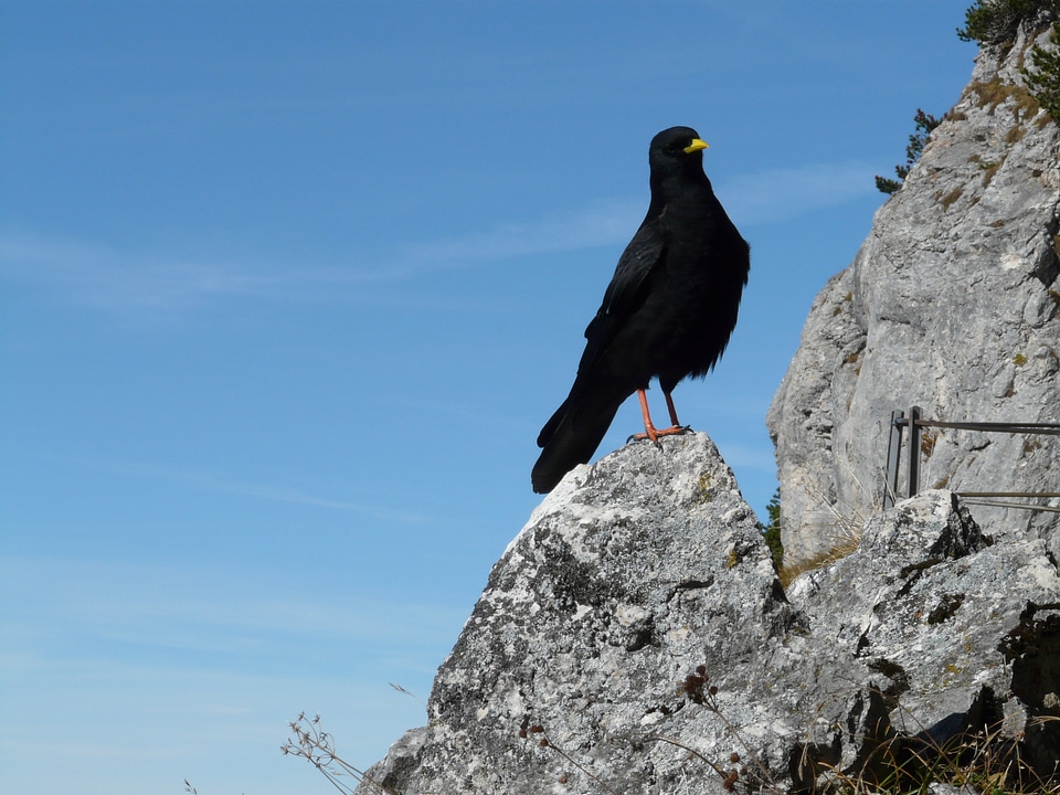 Crow mountain corvus monedula