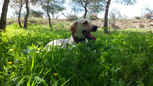 Field animal pets photo