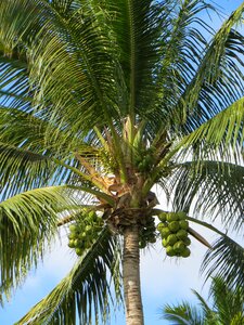 Coconut tree tropical beach photo