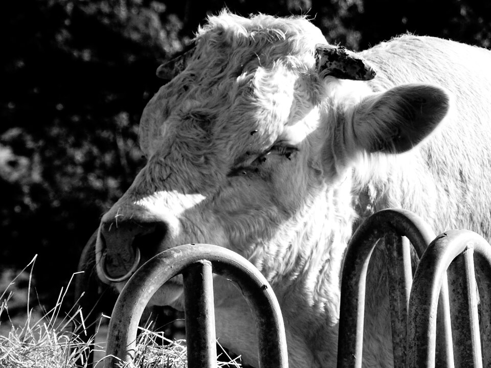 Black and white bull muscle